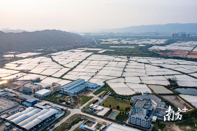 BBIN BBIN宝盈集团农业、经济齐发力南方日报看肇庆行动(图3)
